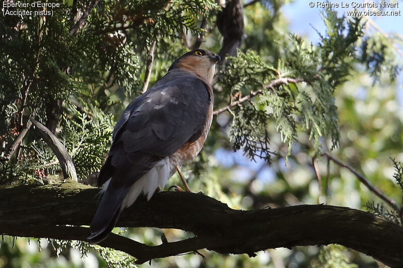 Eurasian Sparrowhawk