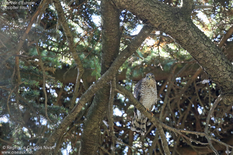 Eurasian Sparrowhawkjuvenile