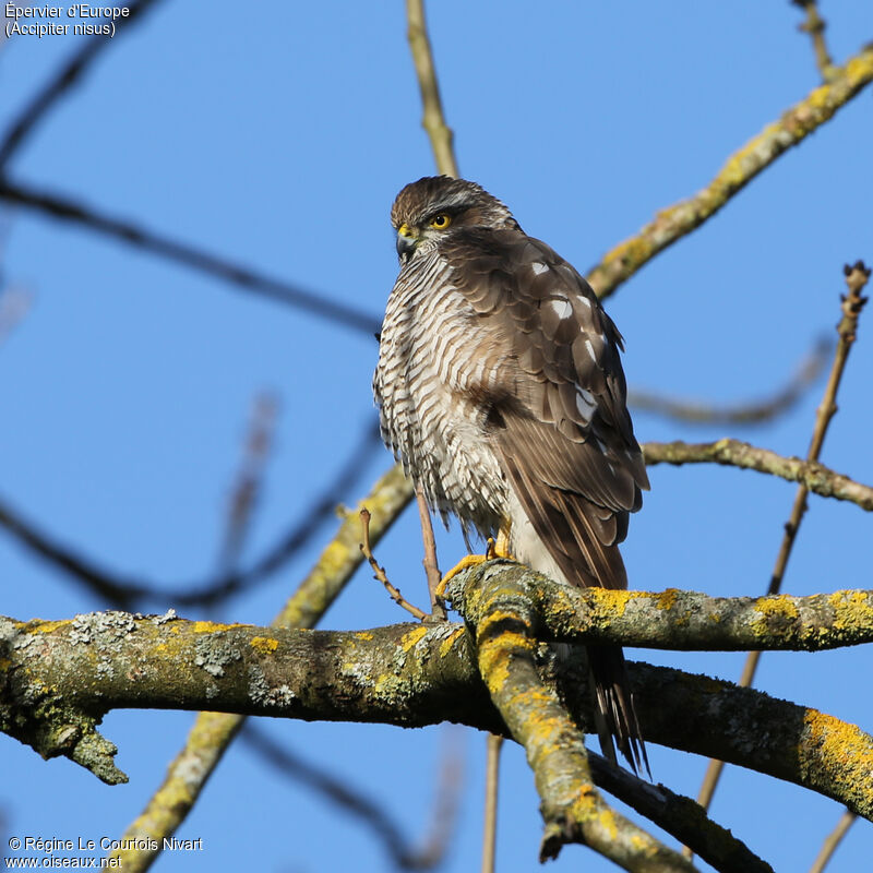 Eurasian Sparrowhawkadult