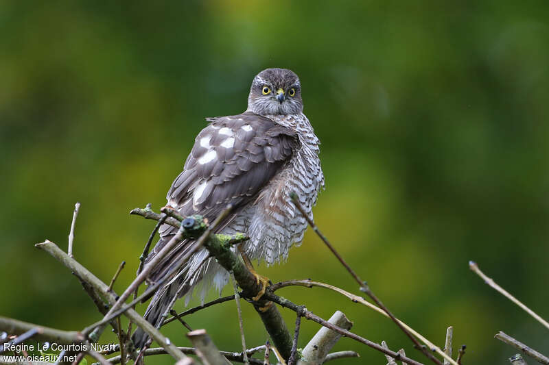 Eurasian Sparrowhawk female subadult, identification