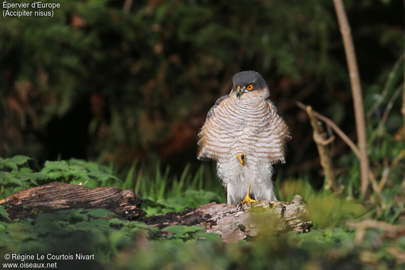 Eurasian Sparrowhawk