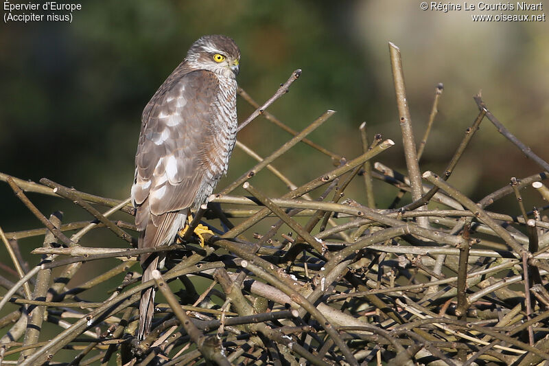 Eurasian Sparrowhawk female