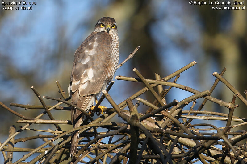 Eurasian Sparrowhawk female