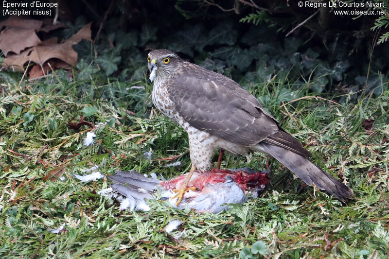 Eurasian Sparrowhawk