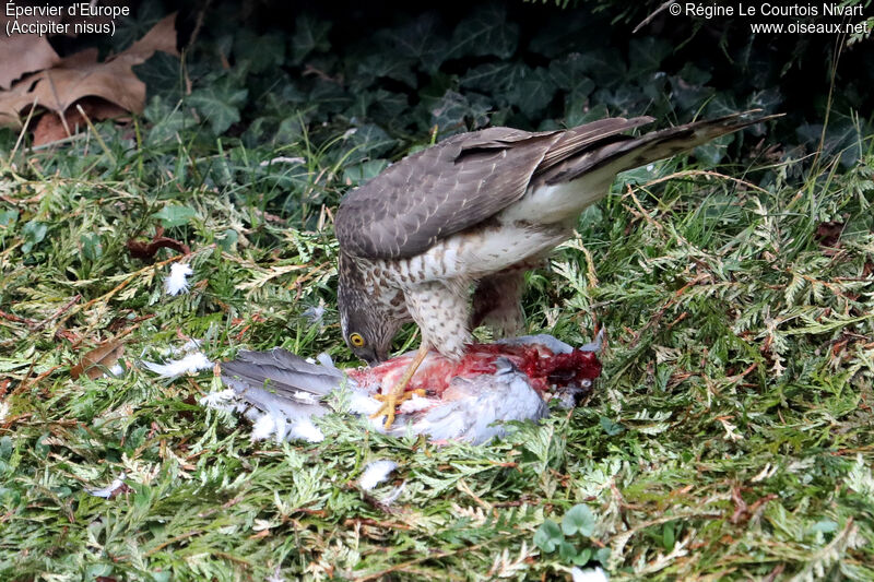 Eurasian Sparrowhawk