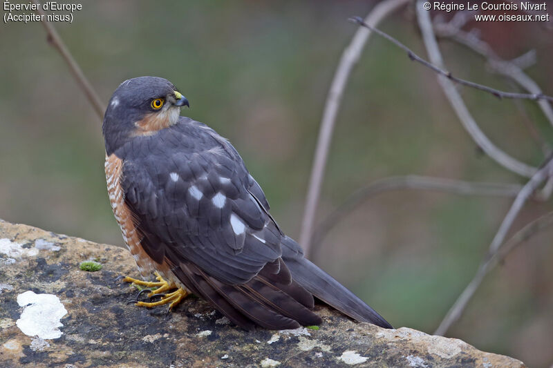 Eurasian Sparrowhawk