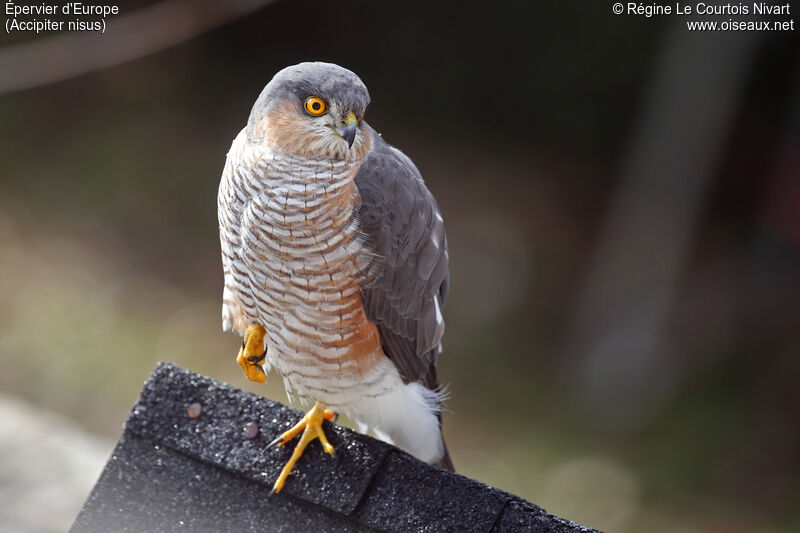 Eurasian Sparrowhawk male