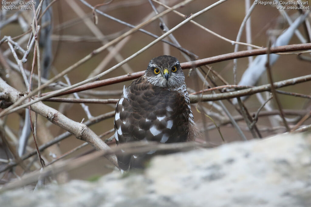 Épervier d'Europe femelle