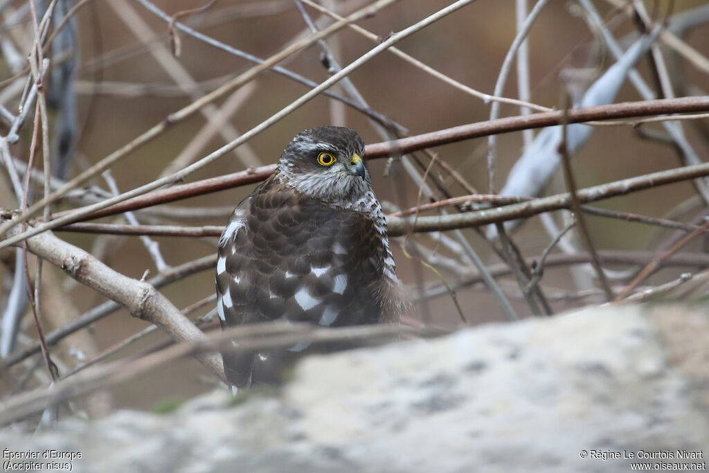 Épervier d'Europe femelle