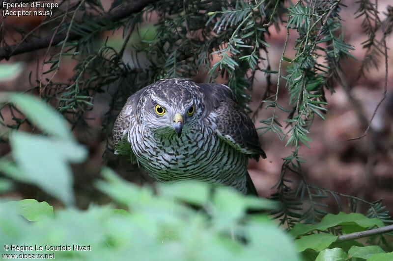 Eurasian Sparrowhawk female