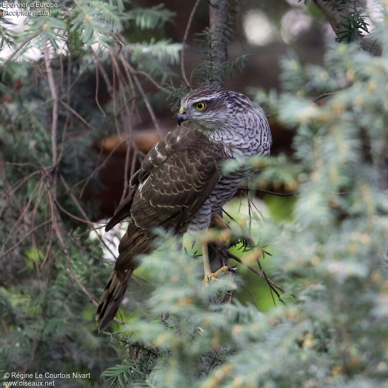 Eurasian Sparrowhawk female