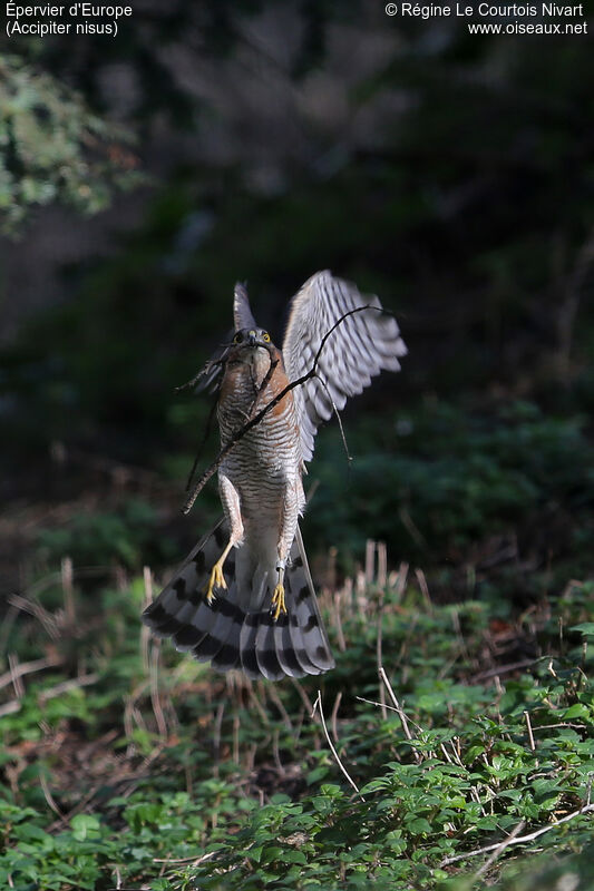 Eurasian Sparrowhawk male