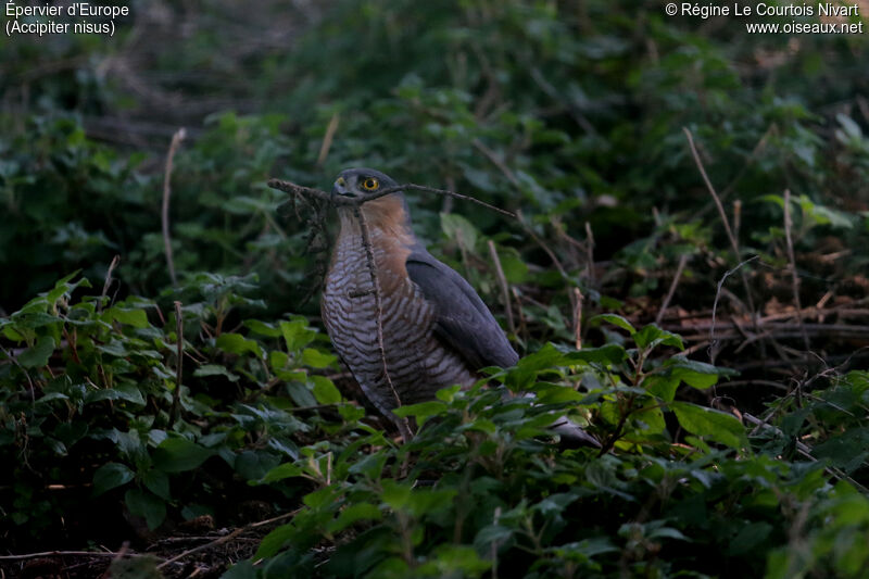 Eurasian Sparrowhawk male