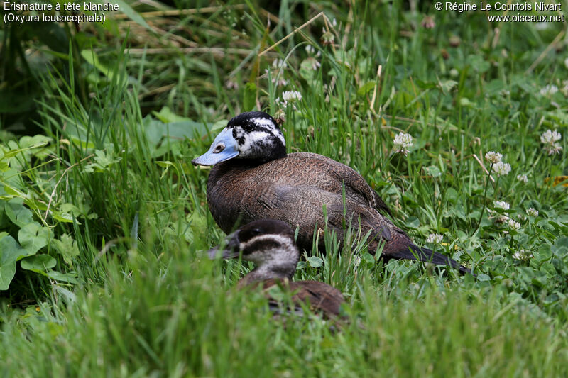 White-headed Duck