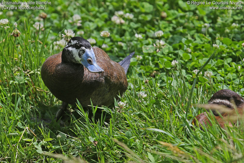 White-headed Duck