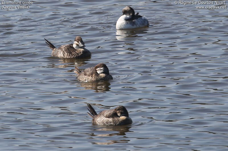 Lake Duck