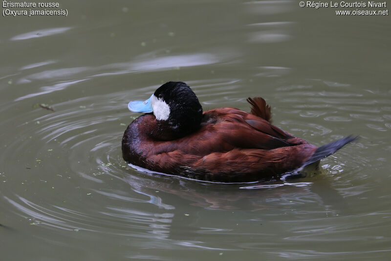 Ruddy Duck