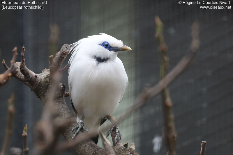 Bali Myna