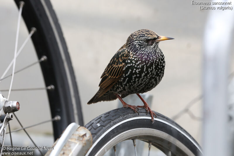 Common Starling