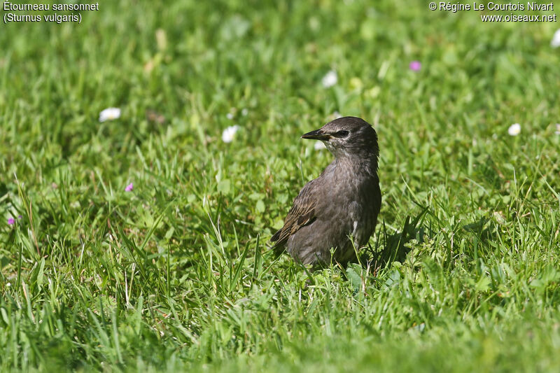 Common Starling