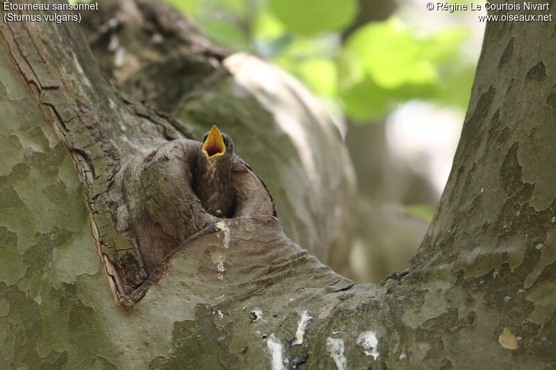 Common Starling