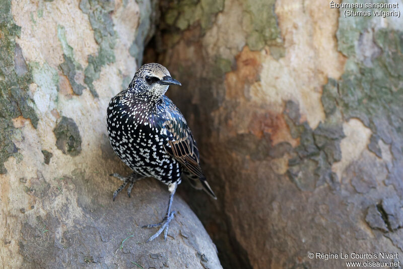 Common Starling