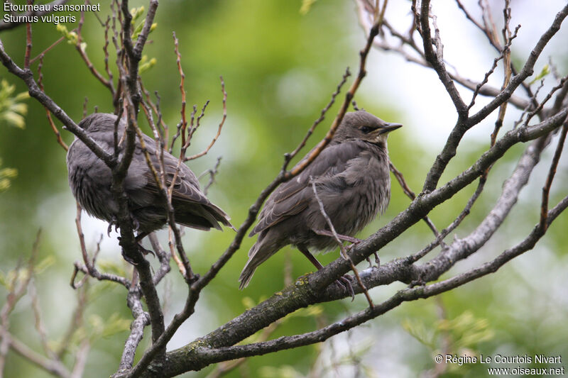 Common Starlingjuvenile, identification