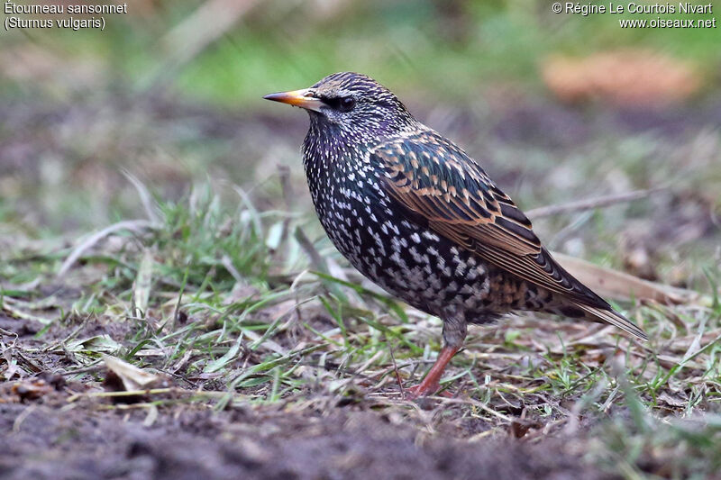 Common Starling