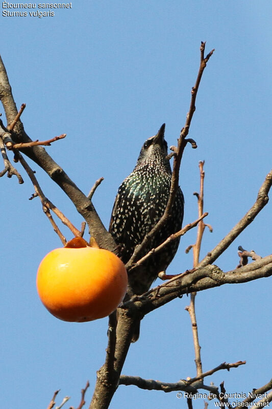 Étourneau sansonnetadulte