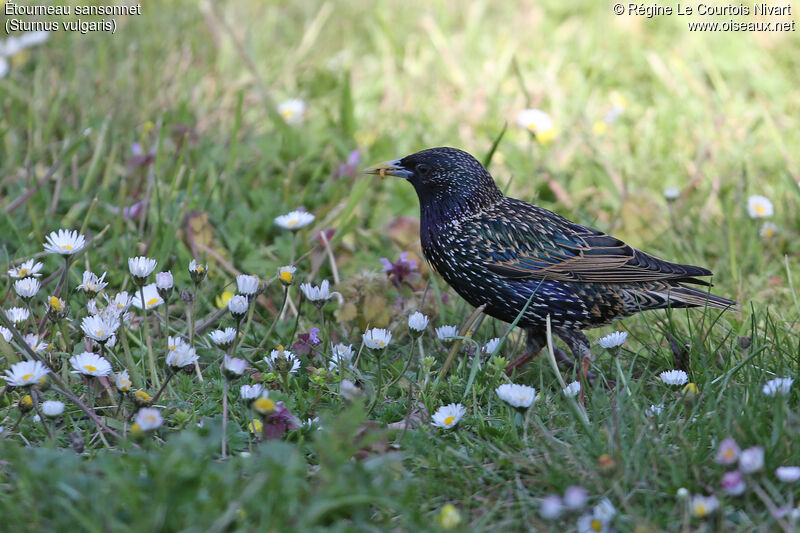 Common Starling, feeding habits