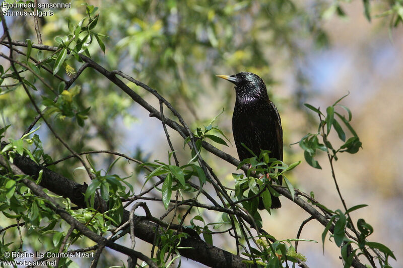 Common Starling