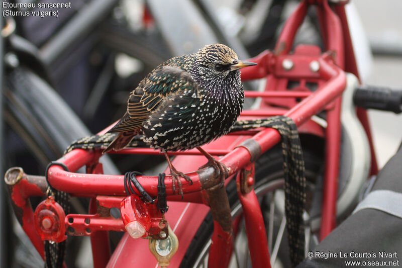 Common Starling