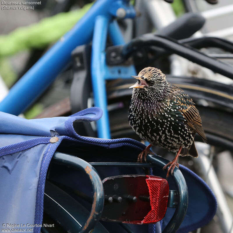 Common Starling