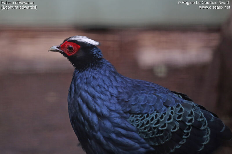 Edwards's Pheasant