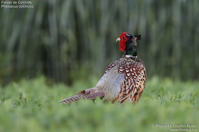 Common Pheasant male adult