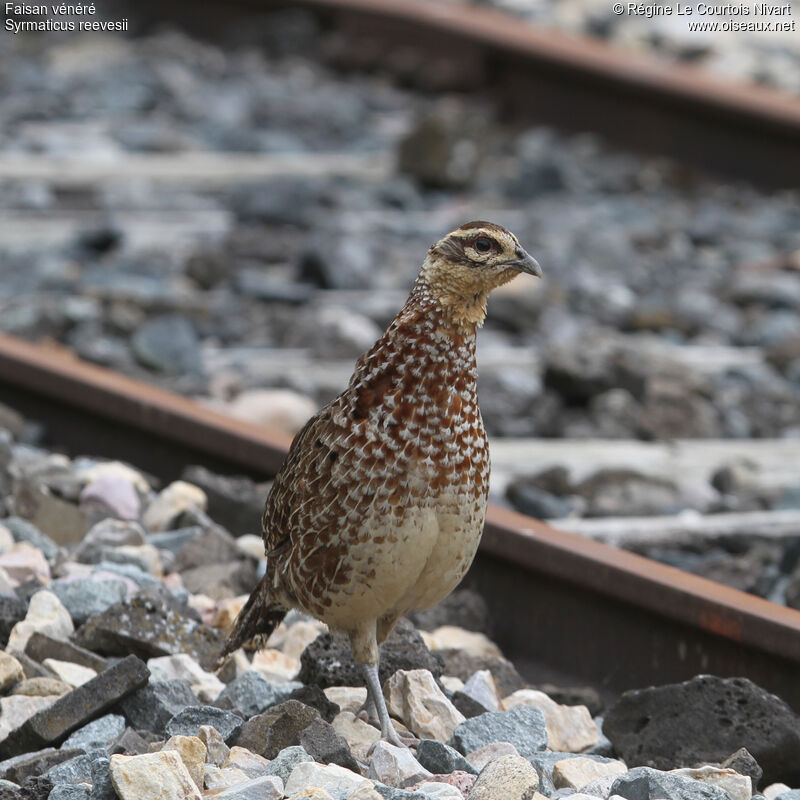 Reeves's Pheasant female adult