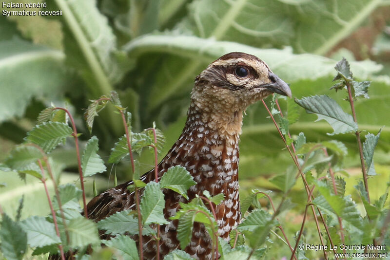 Reeves's Pheasant female adult