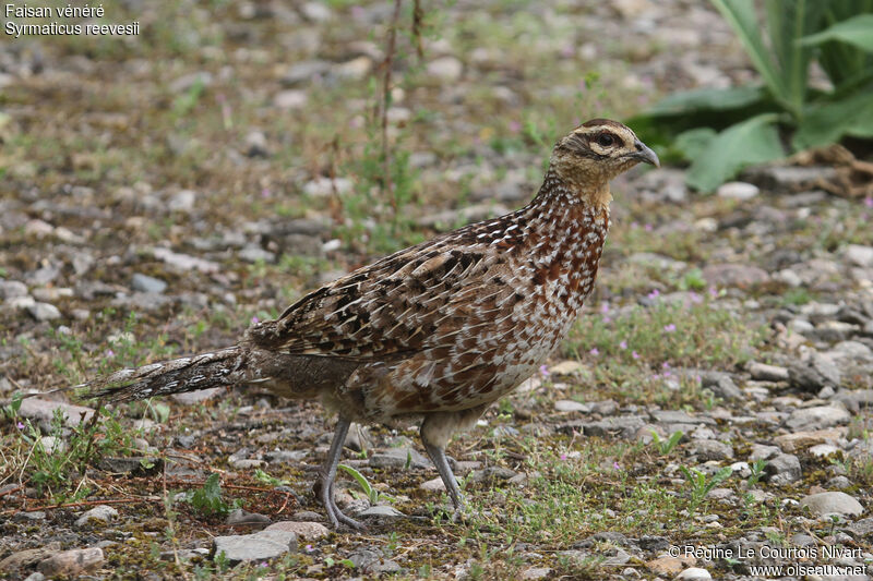 Reeves's Pheasant