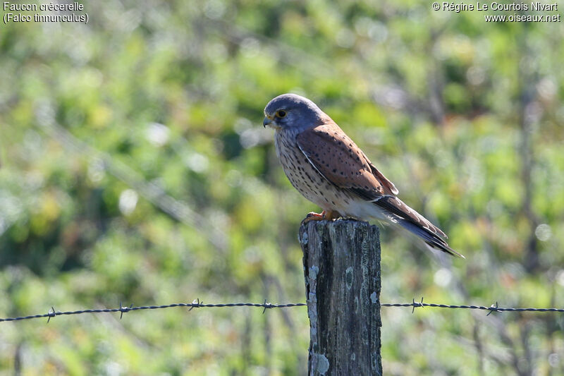 Common Kestrel male