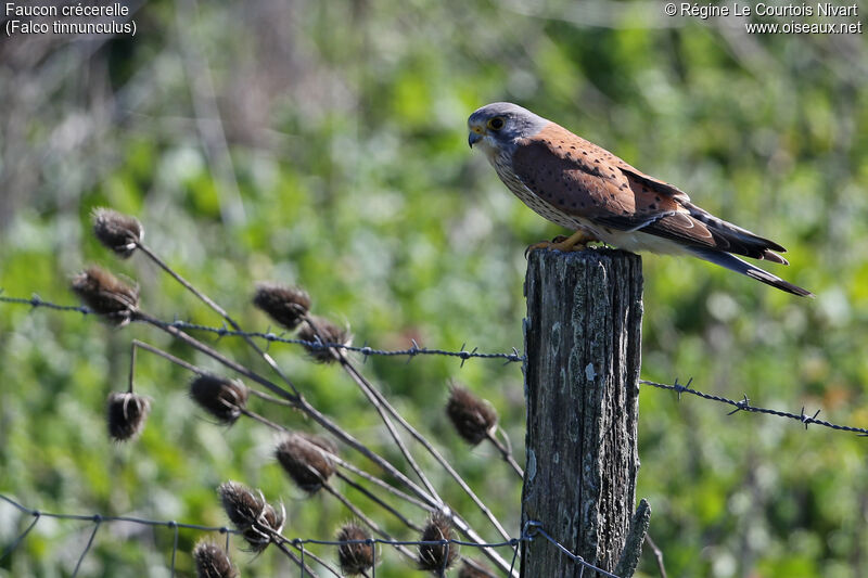 Common Kestrel male