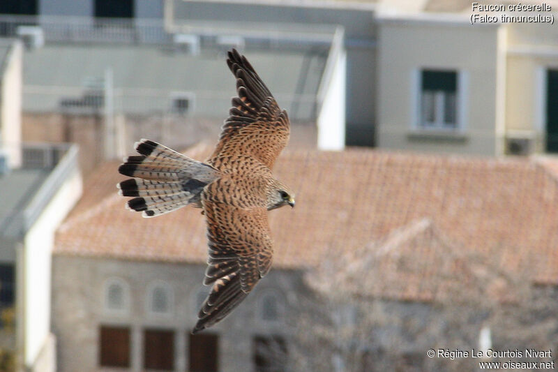 Common Kestrel female