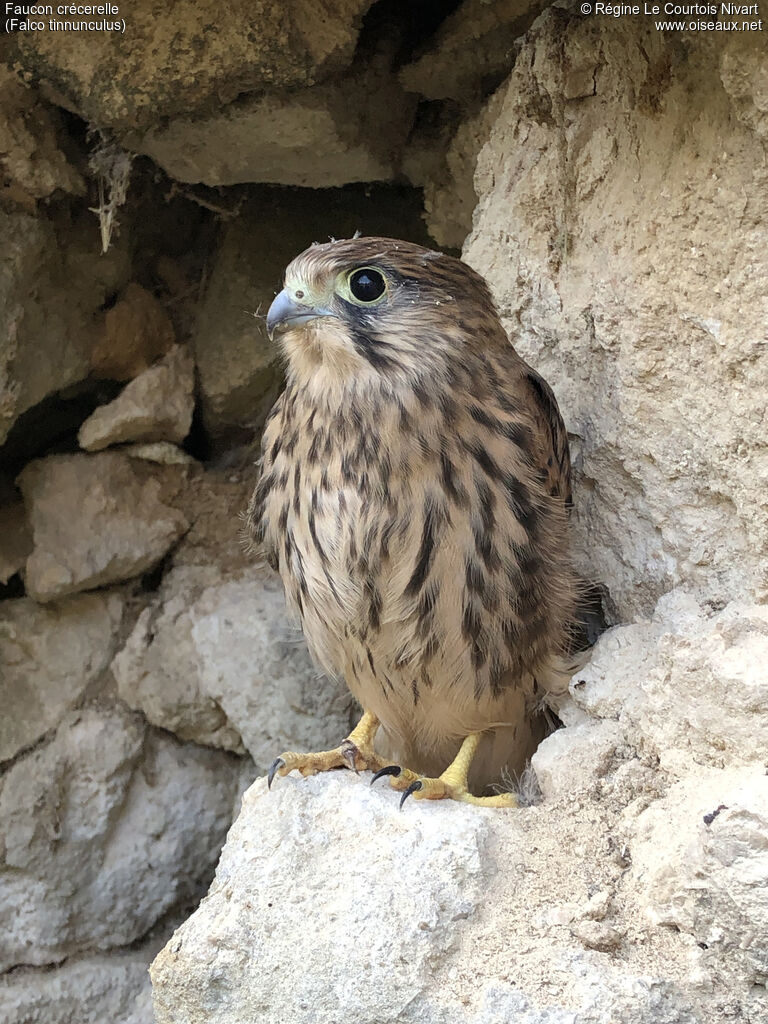 Common Kestrel