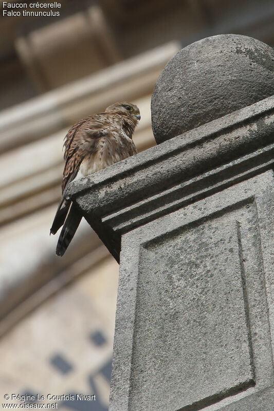 Common Kestrel