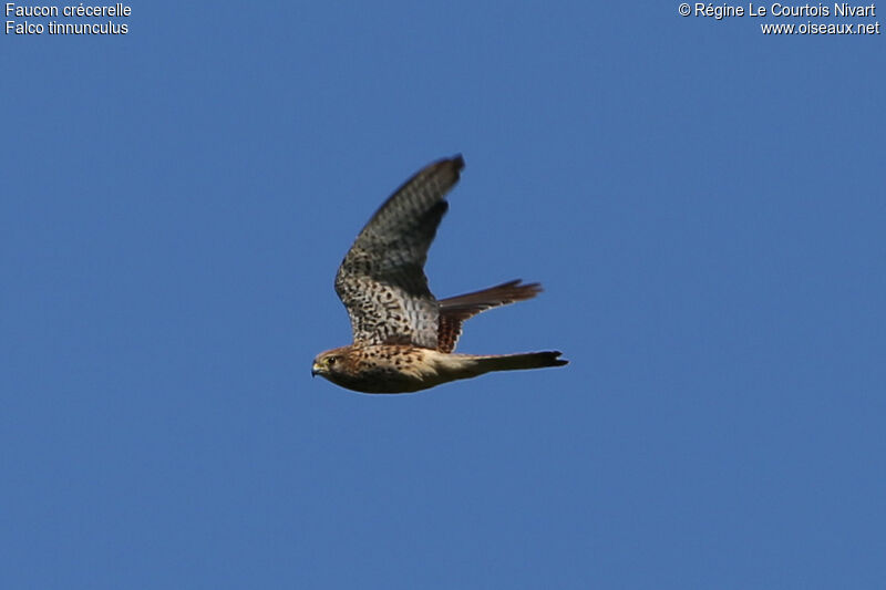 Common Kestrel