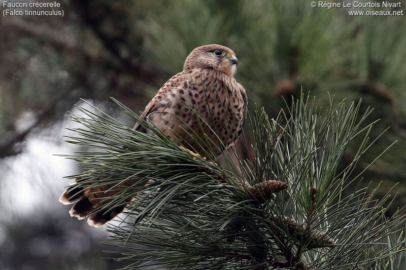 Common Kestrel