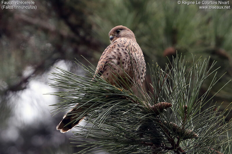 Common Kestrel