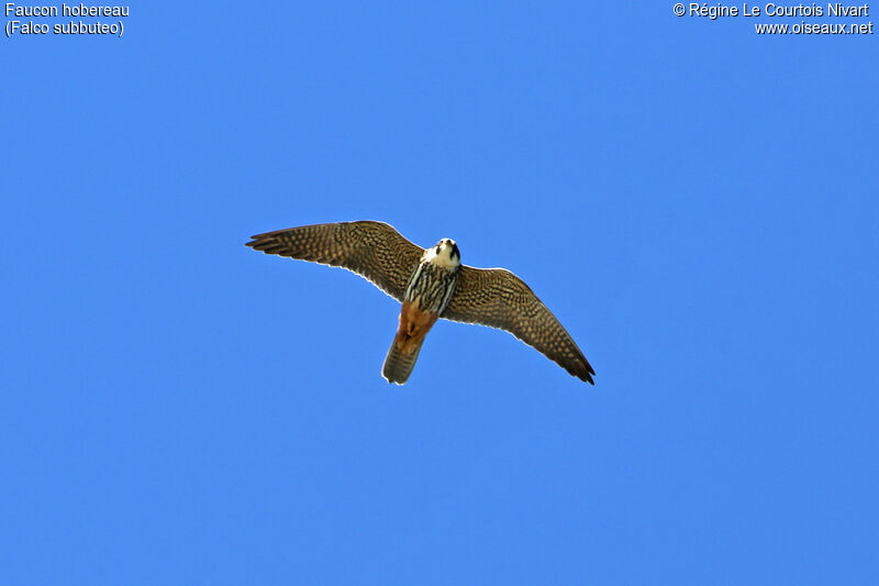 Eurasian Hobby