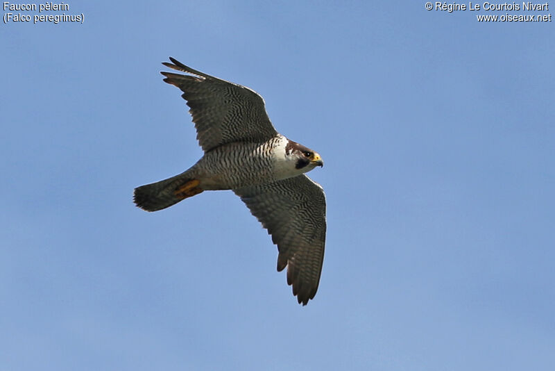 Peregrine Falcon