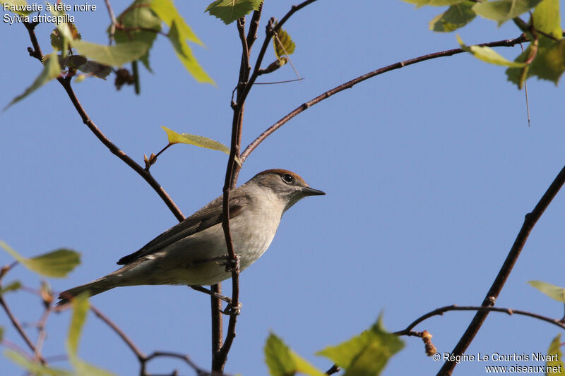 Eurasian Blackcap female