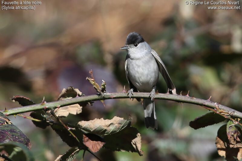 Eurasian Blackcap